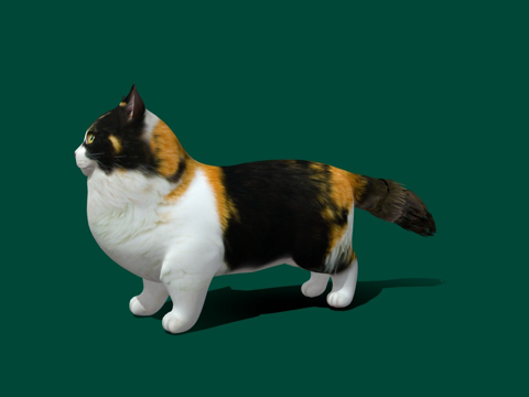 Mankikon Cat