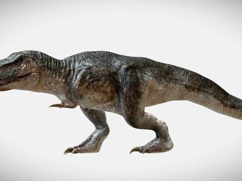 movable Tyrannosaurus rex skeleton