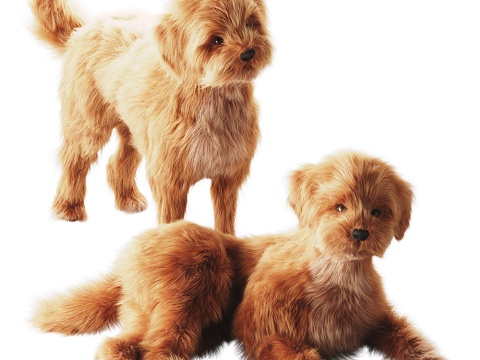 Pet Dog Small Domestic Dog