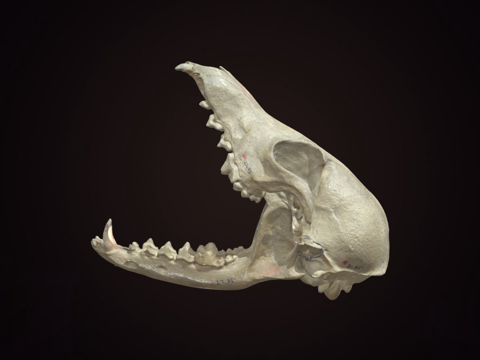 gray fox skull