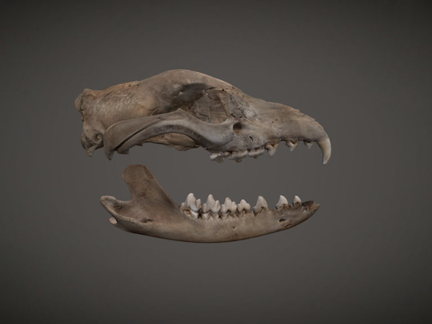 thylacine skull
