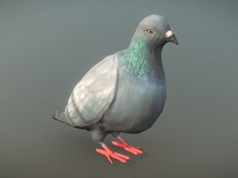 Dove-3D Model-
