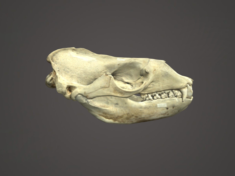 Leopard Seal Skull