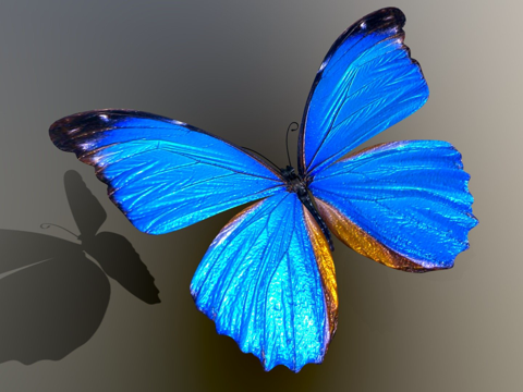 blue butterfly