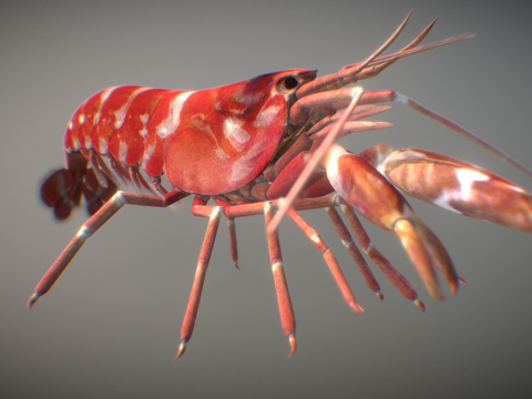 Pistol Shrimp