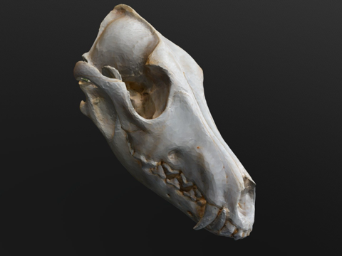 Coyote skull scan