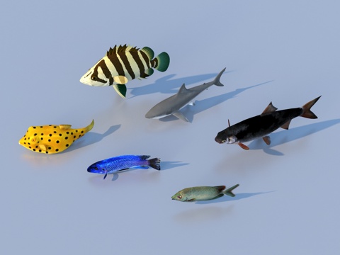 Fish Freshwater Fish Sea Fish Animal Game Animal