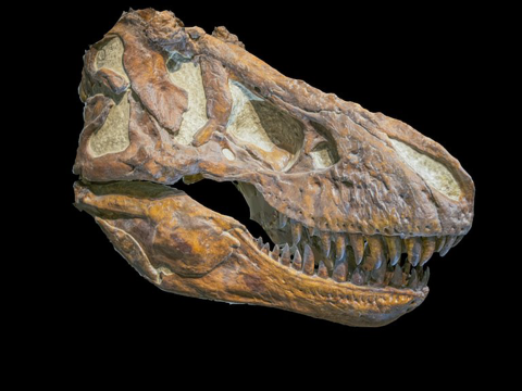 Tyrannosaurus Rex Skull