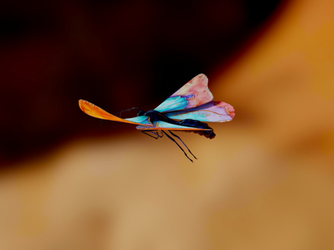Animated Flying Flapping Wing Butterfly Loop
