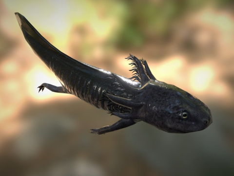 salamander