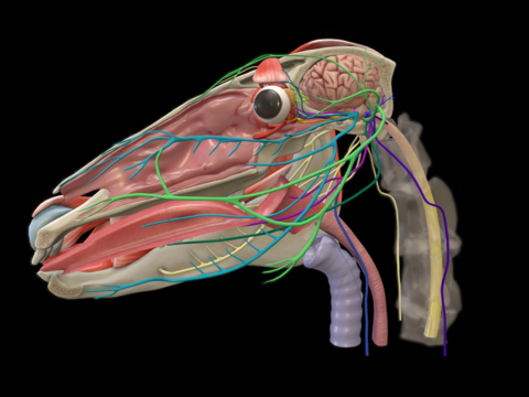Horse Cranial Nerve Model Part II