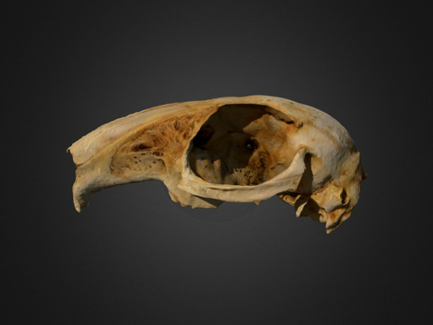 cottontail rabbit skull