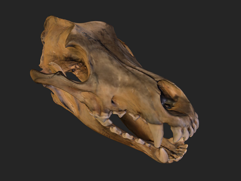 Wolf Skull-FW2415