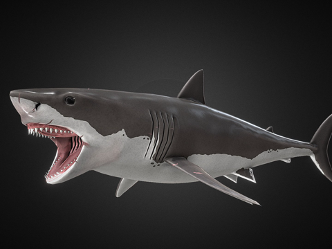 Great White Shark