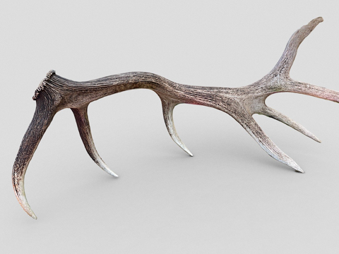 Day 235-Giant Elk Horn-Daily Scan