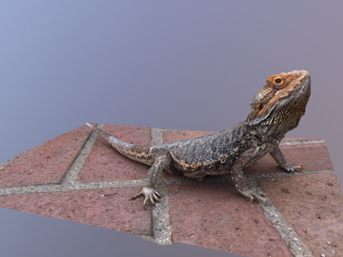 Mane lizard