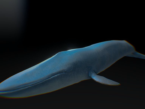 blue whale