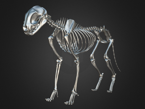 Cat Skeleton 3D Model