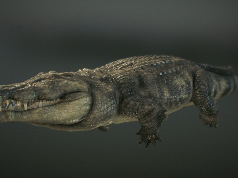 Nile crocodile swimming