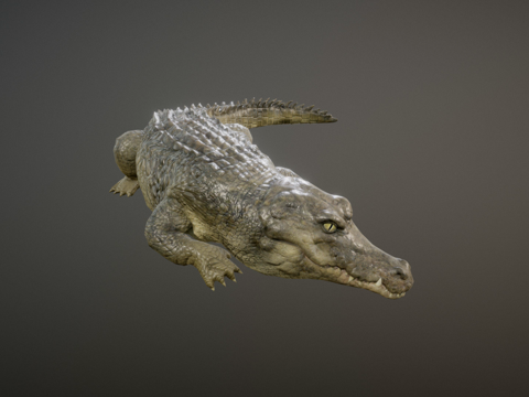 Crocodile animation