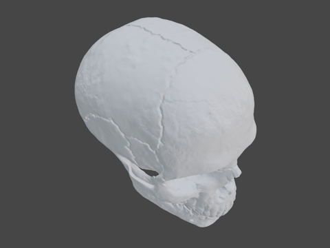 Human Skull-Human Skull