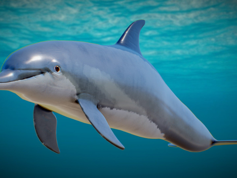 Dolphins