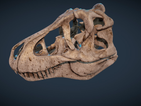 Another Tyrannosaurus Rex Skull