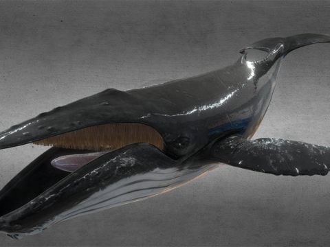 humpback whale