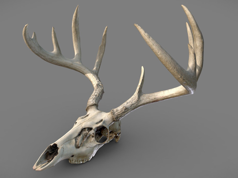 White-tailed deer skull