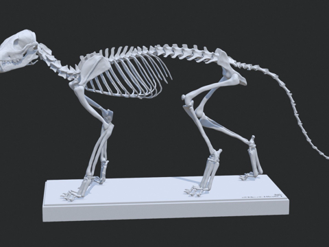 Coupeo Fox Skeleton