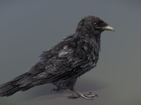 American Crow