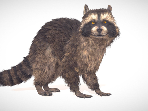 Realistic Raccoon