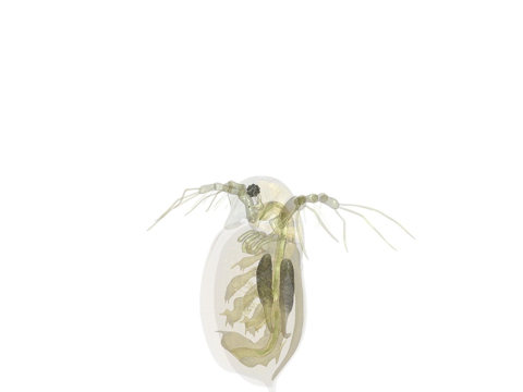 Animated Daphnia