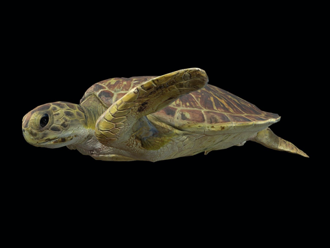 Model A- Sub-adult Green Turtle