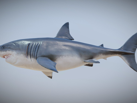Megalodon
