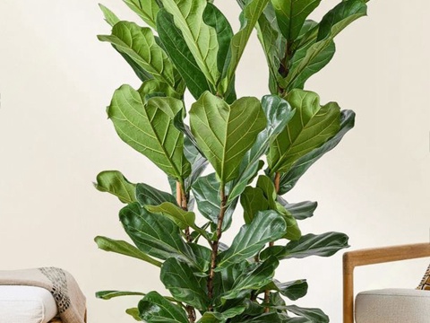 Silly Green Plant Potted Plant Potted Piano Leaf Ficus Plant Green Plant