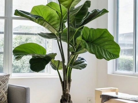 Modern Green Plant Potted Plant Potted Ficus plant Green plant