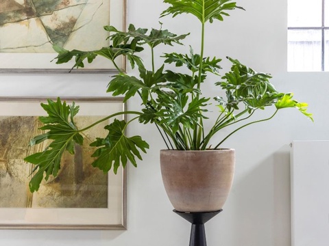 Modern indoor green plant potted turtle back plant potted potted turtle back bamboo