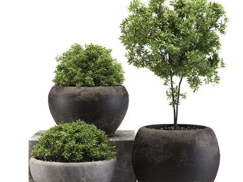 green plant potted plant