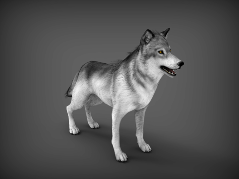 Wolf Wild Wolf White Wolf Mongolian Wolf Jackal