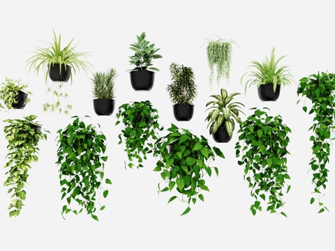 Modern Potted Plant Green Plant Climbing Vine Plant Hanging Basket Wall Hanging Plant