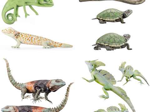 Reptile