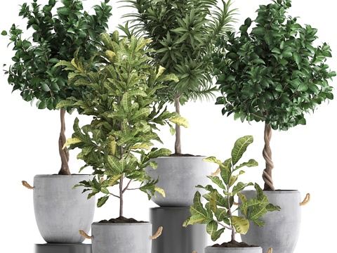 green plant potted plant