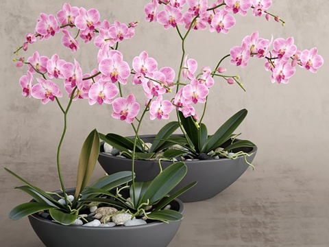 Modern Plants Flowers and Plants Flower Pot Flowers Indoor Ornamental Flowers