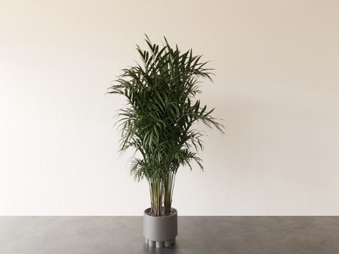 plant potted plant flowerpot green plant