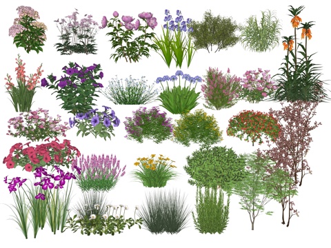 Courtyard Plants Flowers and Grasses Flowers Plant Park Landscape Ground-cover Plants Flower Box Flowers and Grasses