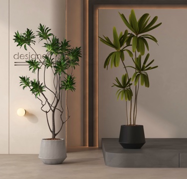 potted plant bonsai green plant