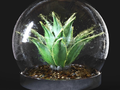 plant green plant flower pot potted plant