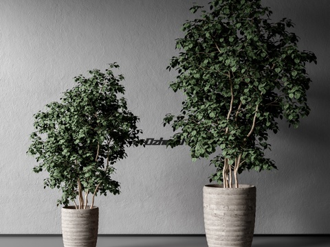 Modern Green Plant Potted Plant