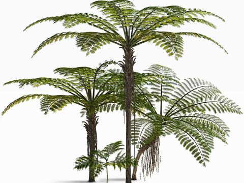 Antarctic tree fern